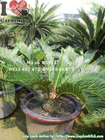 Cây vạn tuế cao 0,5m - phù hợp trồng chậu trong nhà và văn phòng