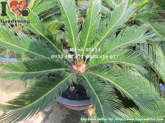 Cây vạn tuế nhỏ - chồi con tách gốc để nhân giống