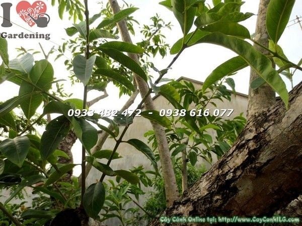 Cây vối gốc lớn cao 4m – cảnh quan sân vườn đẹp