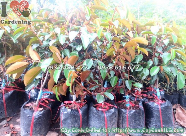 Cây vú sữa giống cao 70cm – bộ lá đẹp, khỏe mạnh