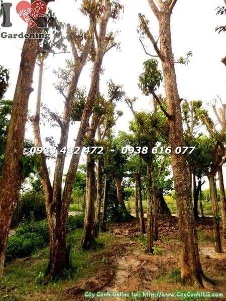 Cây vú sữa trồng làm cảnh quan sân vườn biệt thự