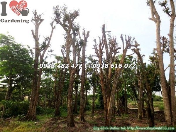 Cây vú sữa lớn - tán xanh mướt trồng cảnh quan