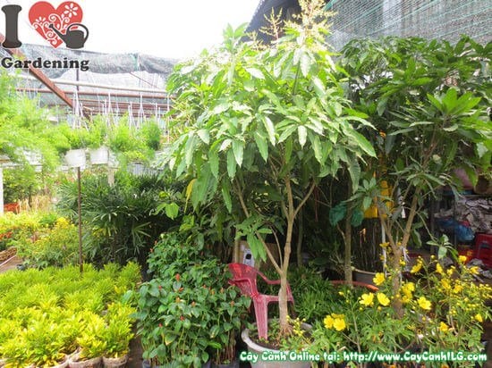 Cây xoài cát Hòa Lộc – giống xoài đặc sản nổi tiếng Việt Nam