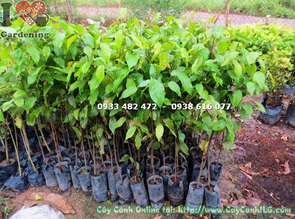 Cây xoài giống cao 1m – hình ảnh tại vườn ILG