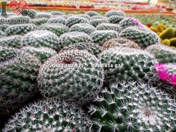 Xương rồng bánh sinh nhật nở hoa rực rỡ đỏ hồng vàng