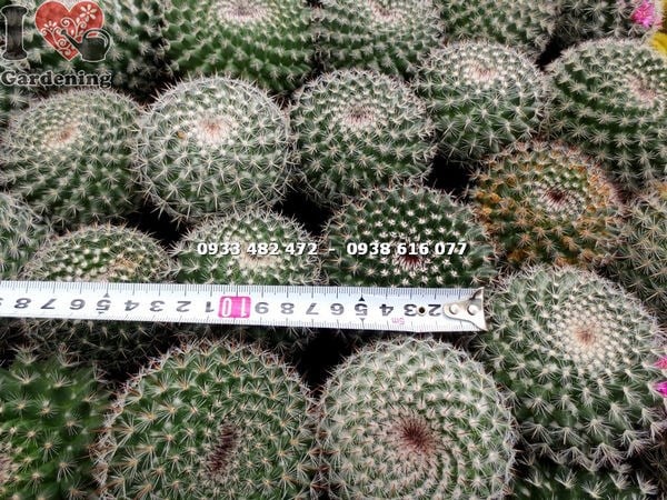 Xương rồng bánh sinh nhật khỏe mạnh không sâu bệnh