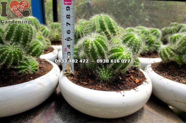 Hoa vàng cây xương rồng khế bụi trung - Ms 14021