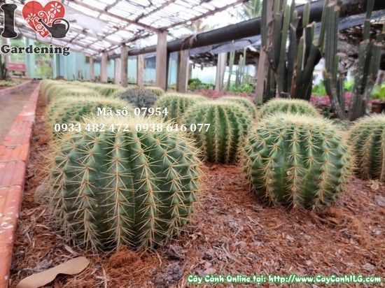 Xương rồng kim hổ trồng cảnh quan sân vườn đẹp