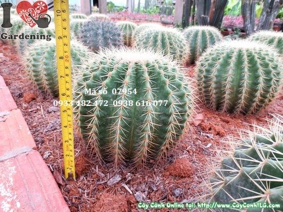 Cây xương rồng kim hổ trồng chậu trang trí nội thất