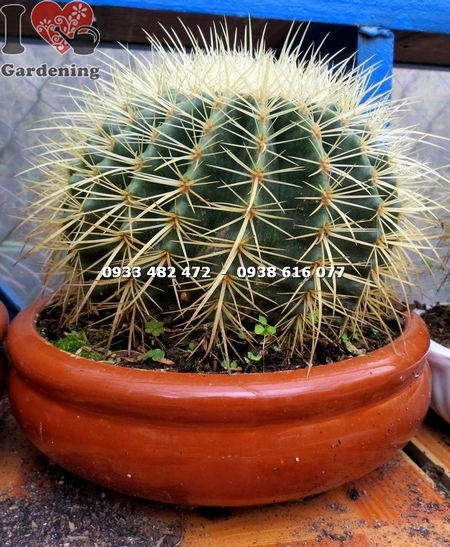 Cây xương rồng kim hổ lớn – Ms 13938 – cây cảnh độc đáo ILG
