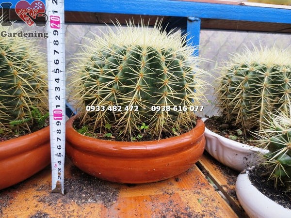 Lộ trình phát triển cây xương rồng kim hổ lớn theo năm