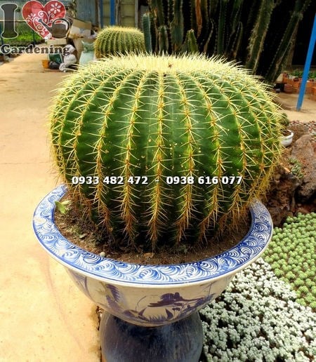 Nhân giống cây xương rồng kim hổ từ chồi con