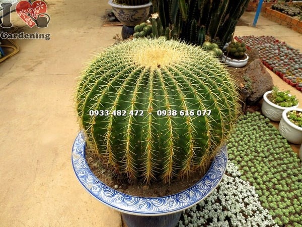Hoa trắng cây xương rồng kim hổ nở về đêm