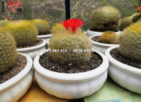 Cây xương rồng lông thiên nga trung cao – ILG