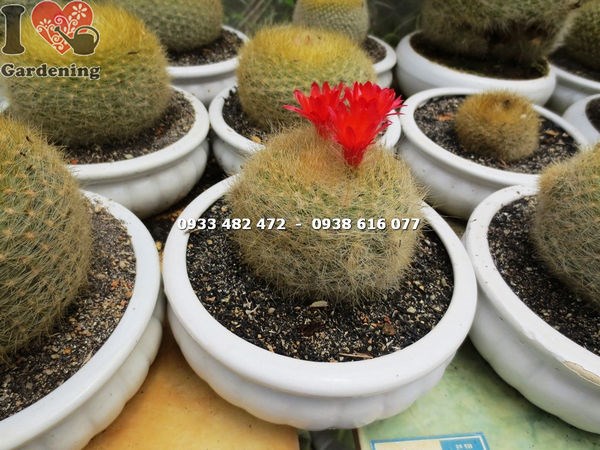 Cây xương rồng lông thiên nga trung – thân lông mịn đặc trưng