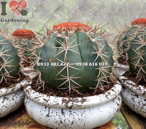 Hình ảnh cây xương rồng mê lô lớn thân cầu tròn đẹp