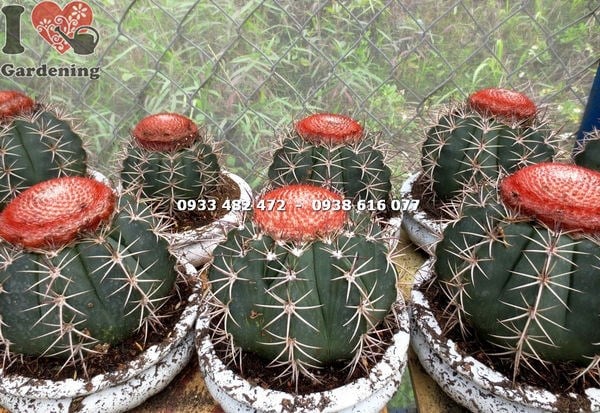 Chăm sóc cây xương rồng mê lô lớn đúng cách