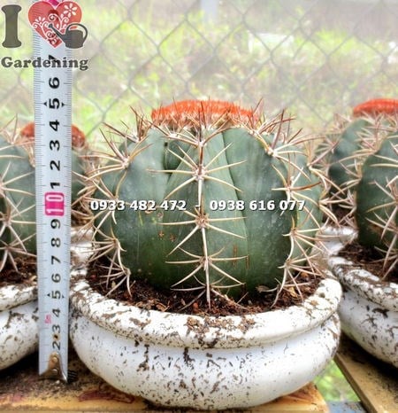 Cây xương rồng mê lô lớn ms 14000 tại vườn ILG