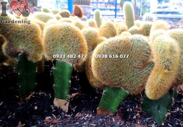 Cây xương rồng tai tượng cao 12cm – dáng tai đặc trưng, thân xanh mướt