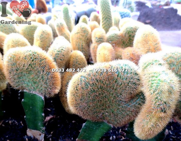 Cây xương rồng tai tượng 12cm – mắt gai màu vàng trên thân dẹt