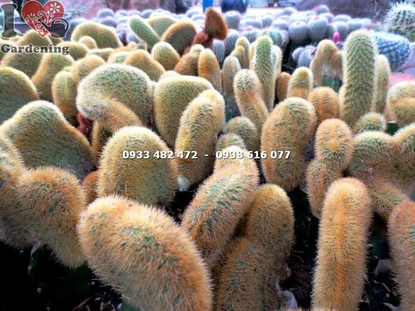 Cây xương rồng tai tượng Ms 13834 – hình ảnh thực tế tại vườn ILG