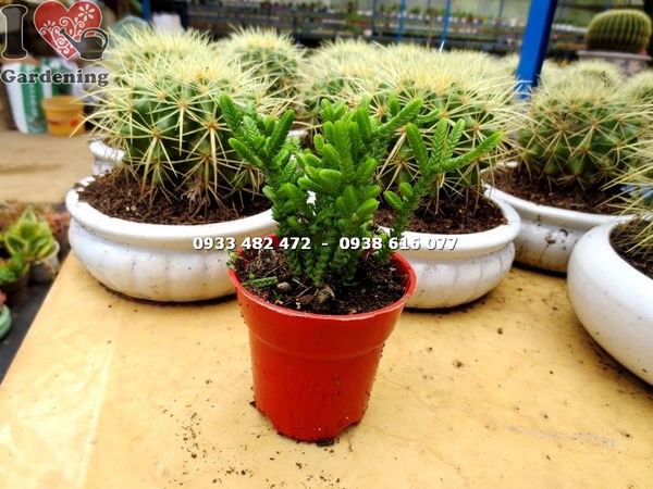 Chăm sóc cây xương rồng trúc xanh nhỏ – tưới nước đúng cách
