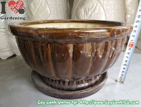 Ứng dụng chậu men nâu đen trong trồng cây cảnh trang trí