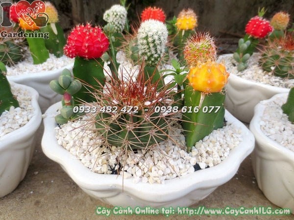 Chậu xương rồng nhiều loại chậu bầu dục - bộ sưu tập mini độc đáo tại ILG