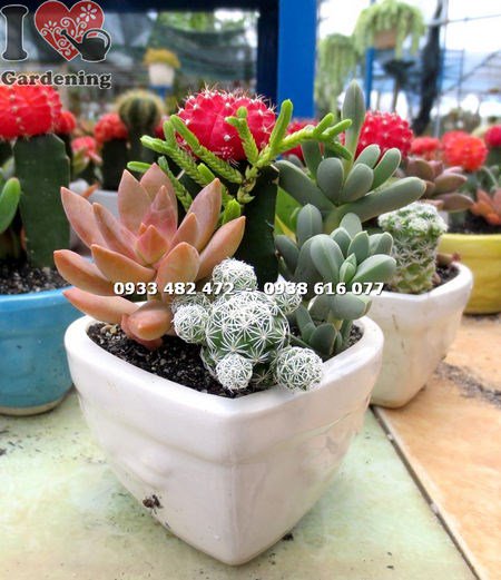 Chậu xương rồng trái tim Ms 14046 - tiểu cảnh mọng nước xinh xắn