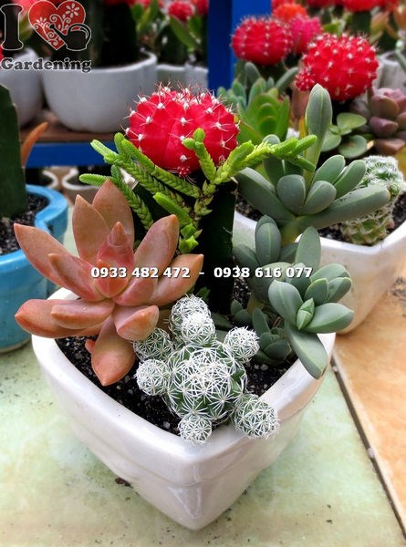 Chậu xương rồng trái tim - nhiều loại xương rồng kết hợp