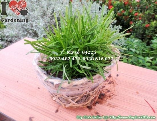 Cỏ mây cao 10cm viền bồn hoa trang trí sân vườn đẹp