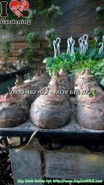 Hoa huệ tây nở rực rỡ với nhiều màu sắc đặc sắc