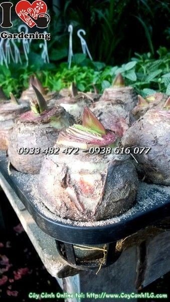 Các giống củ hoa huệ tây đa dạng màu sắc tại ILG