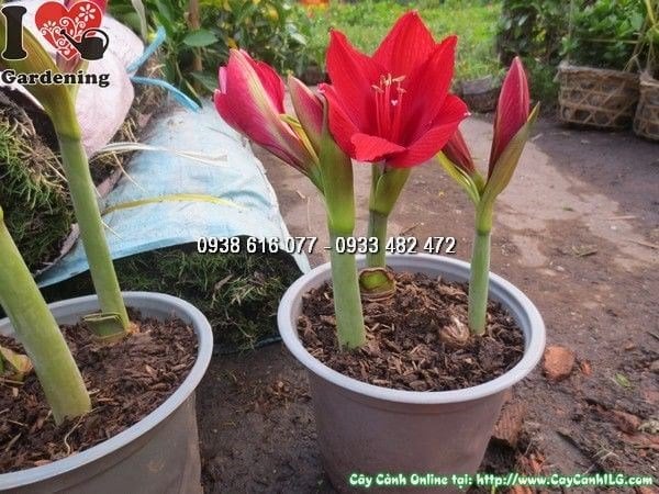 Củ hoa huệ tây khỏe mạnh, chuẩn bị trồng