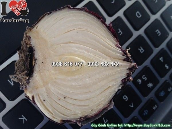 chăm sóc củ hoa tiên ông chưa nảy mầm tại nhà