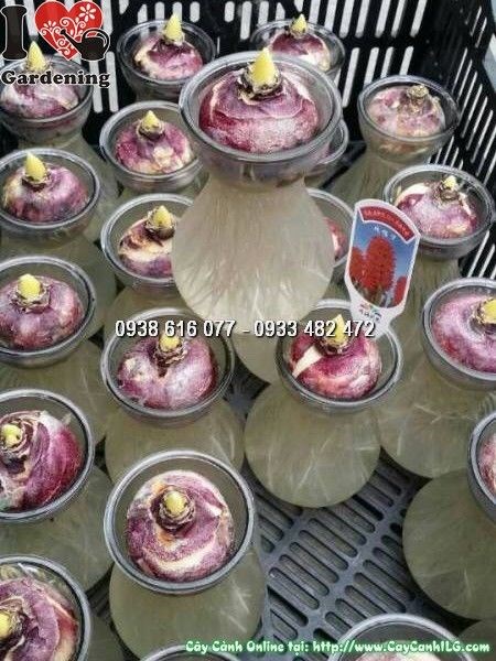 hoa tiên ông nhiều màu sắc rực rỡ nở trong bình thủy tinh