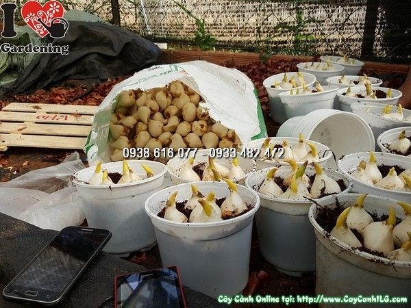 chăm sóc và bảo quản củ hoa tulip - ILG