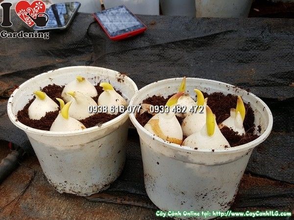 củ hoa tulip đẹp Ms 25344 - ILG caycanhilg.com