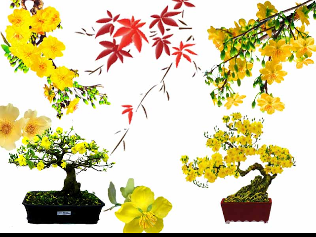 Cây hoa mai tươi đẹp dịp Tết – dịch vụ cho thuê cây cảnh ILG