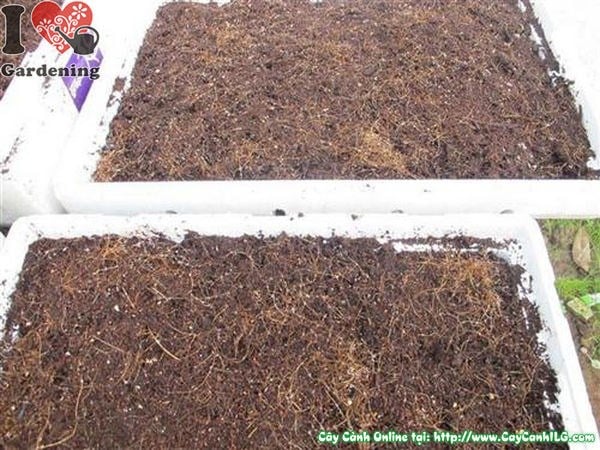 Xơ dừa trồng cây ILG – giá thể sạch, tơi xốp, chất lượng cao