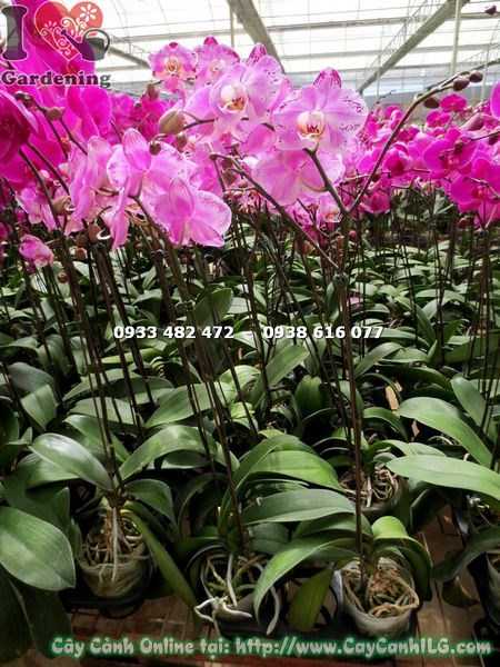 Cây phong lan hồ điệp hoa hồng đột biến chậu đẹp