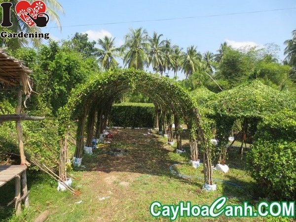 tường cây sanh – thiết kế thi công tường cây xanh