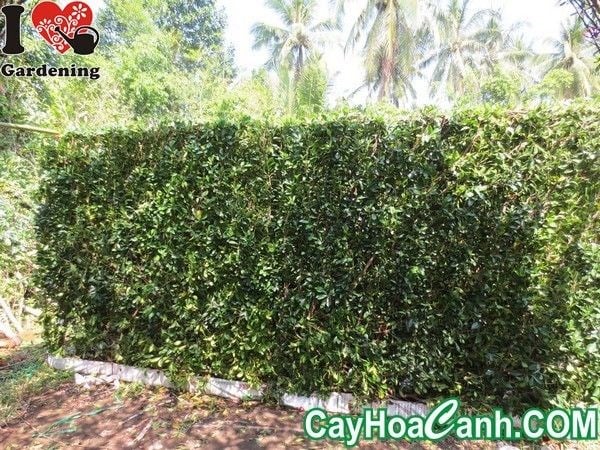 tường cây sanh khung sắt chắc chắn cho công trình cảnh quan