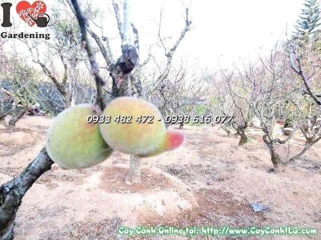 Vườn hoa đào Đà Lạt nhìn từ trên cao