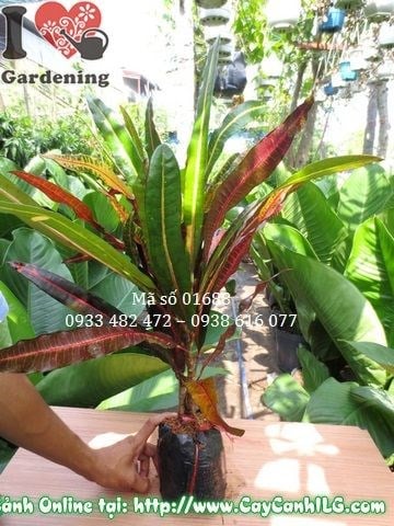Bộ lá màu đặc sắc của cây Da Huy