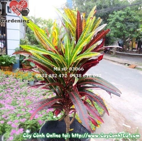 Cắt tỉa và tạo dáng cây lá màu Da Huy