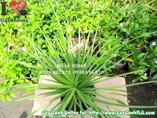 Cây Lan Bình Rượu - hình ảnh cây con và cây trưởng thành