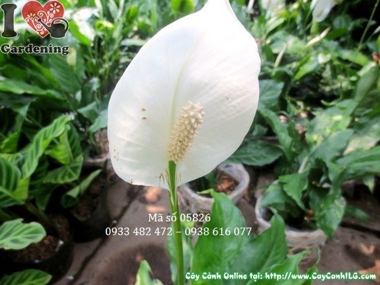Cây lan ý cao 35cm trồng chậu trang trí nội thất