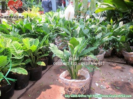 Hoa cây lan ý trắng tinh khiết cao 35cm
