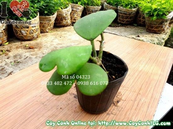 Cây lá trái tim cao 5cm – cẩm cù lá tim cây giống mini
